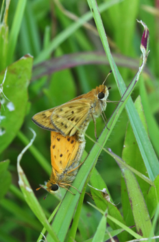 Fiery Skipper mating pair